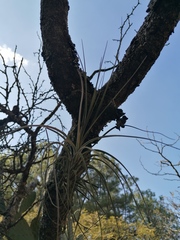 Tillandsia schiedeana