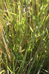 Cyperus laevigatus