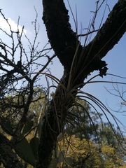 Tillandsia schiedeana