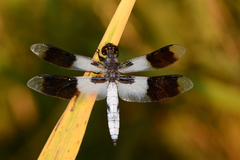 Plathemis subornata