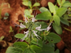 Ocimum filamentosum