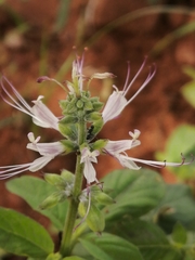 Ocimum filamentosum