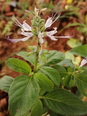 Ocimum filamentosum