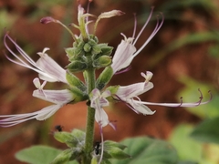 Ocimum filamentosum