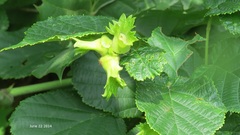 Corylus heterophylla