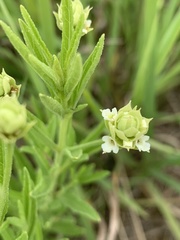 Lippia scaberrima