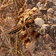 Plathemis subornata