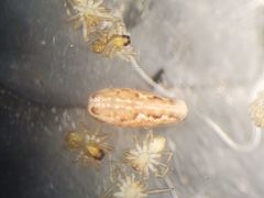 Tetragnatha versicolor