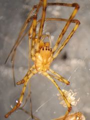 Tetragnatha versicolor