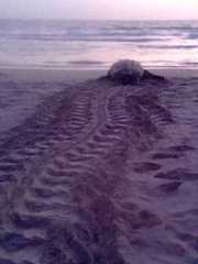 Dermochelys coriacea