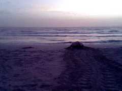 Dermochelys coriacea