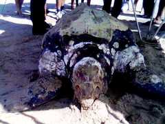 Dermochelys coriacea