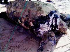 Dermochelys coriacea