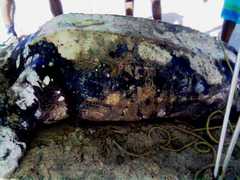 Dermochelys coriacea