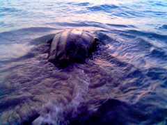 Dermochelys coriacea