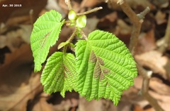 Corylus heterophylla