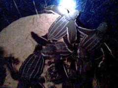 Dermochelys coriacea