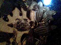 Dermochelys coriacea