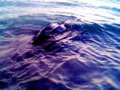 Dermochelys coriacea