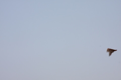 Myotis formosus flavus