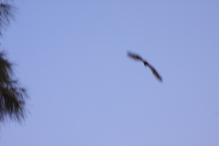 Myotis formosus flavus