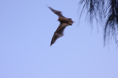 Myotis formosus flavus