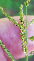 Urochloa reptans