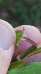 Urochloa reptans