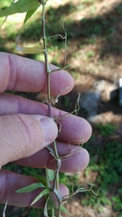 Urochloa reptans