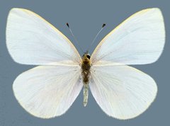 Pieris marginalis pallidissima