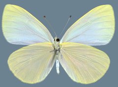 Pieris marginalis pallidissima