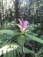 Myrsine lessertiana