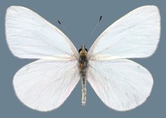 Pieris marginalis pallidissima