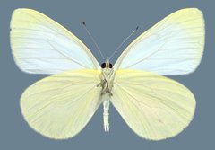 Pieris marginalis pallidissima