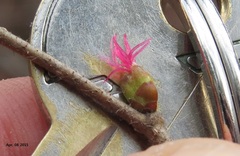 Corylus heterophylla