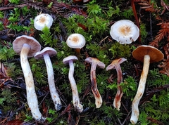 Cortinarius oregonensis