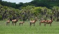 Alcelaphus buselaphus lichtensteinii