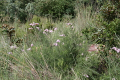 Clematis villosa