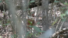 Nesotragus moschatus