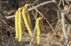 Corylus heterophylla