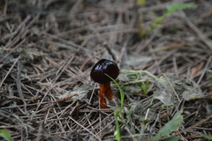 Limacella