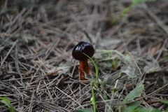 Limacella