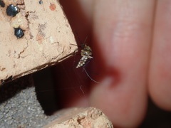 Aedes imperfectus