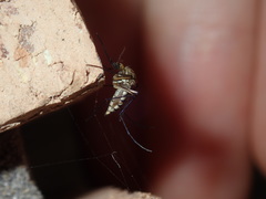 Aedes imperfectus