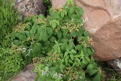 Cyphostemma lanigerum