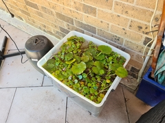 Limnobium laevigatum