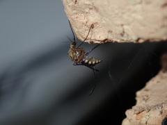 Aedes imperfectus