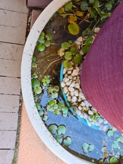 Limnobium laevigatum