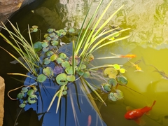 Limnobium laevigatum