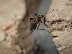 Aedes imperfectus